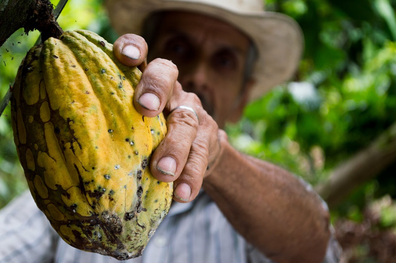 man with cacao fruit